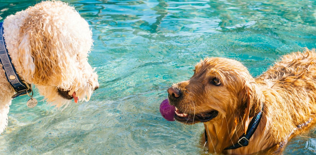 pet-friendly villas in Ibiza